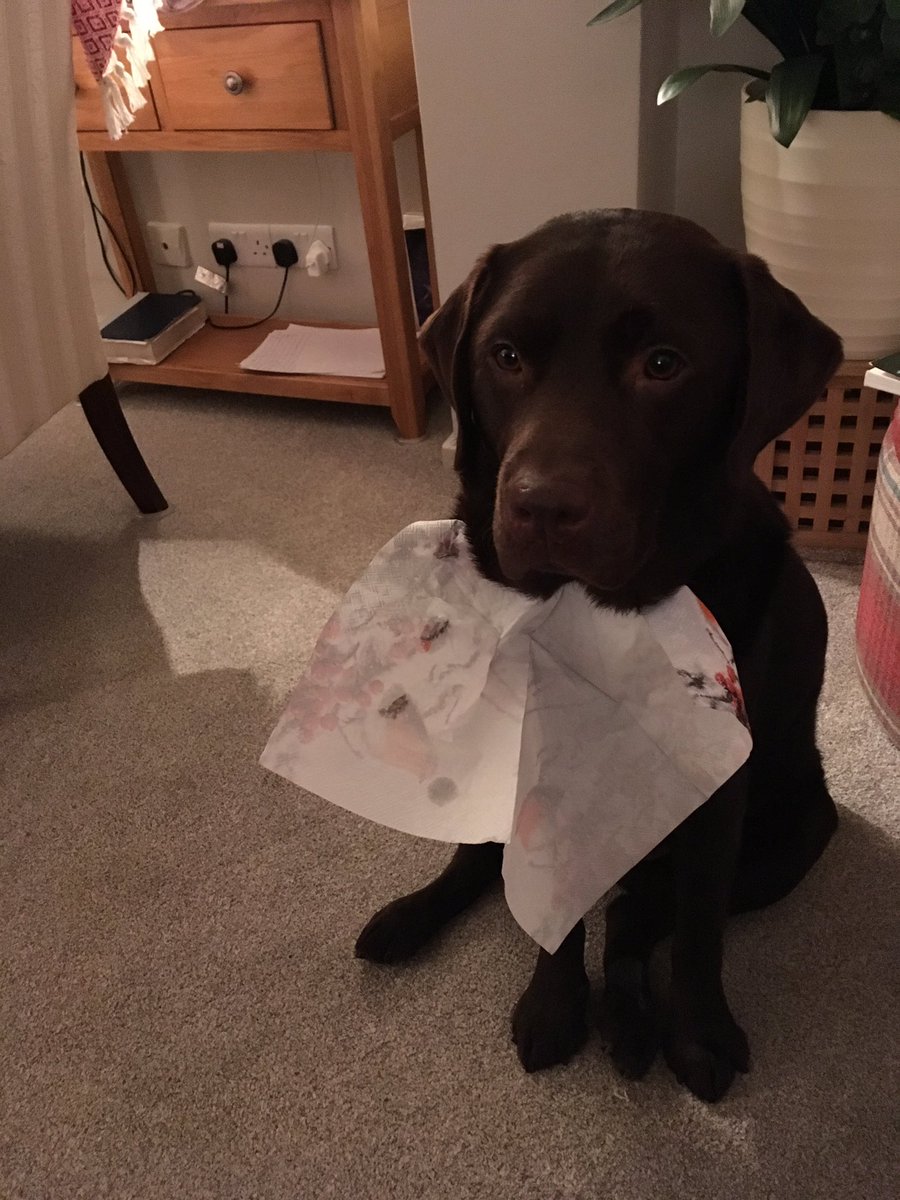 Spudthelabrador's tweet photo. Ending 2018 with a napkin to catch my dribble #HappyNewYearsEve #Labrador https://t.co/cOgWGdesTf