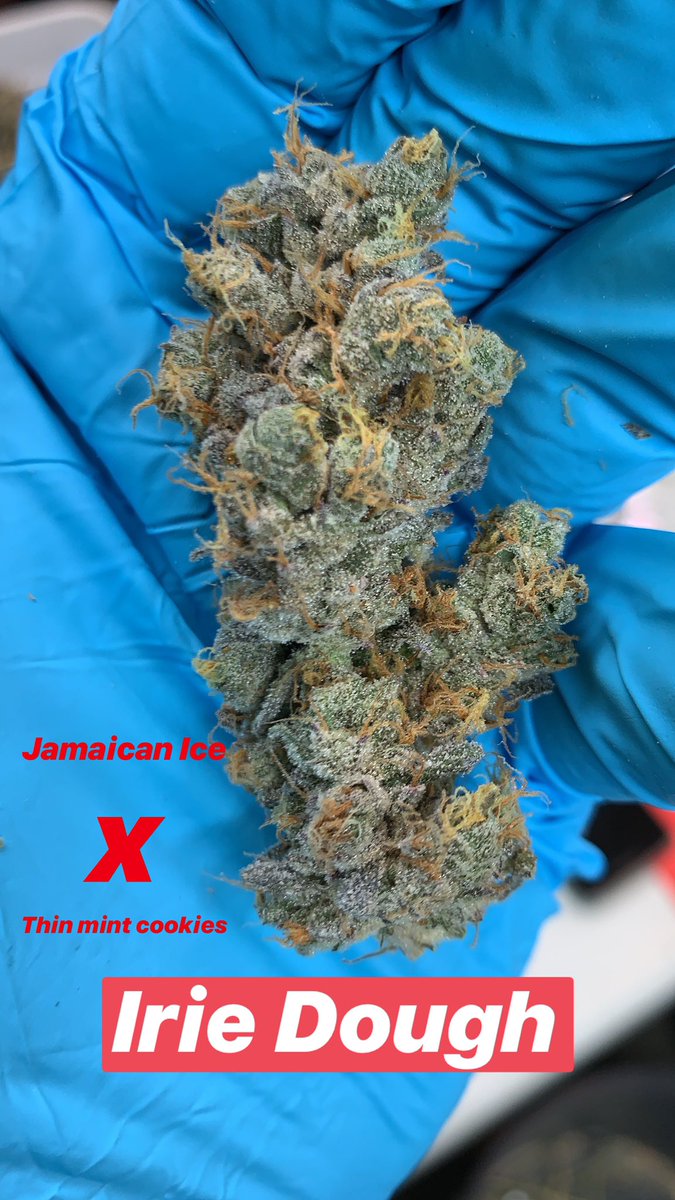 Irie Dough. Jamaican Ice x Thin Mint Cookie. This one is very Sativa leaning #phenohunt #newstrain
