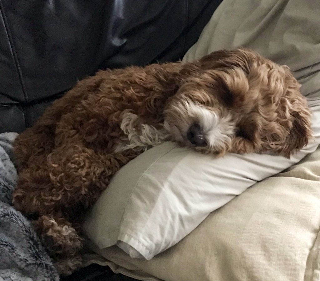 parker_chops's tweet photo. Happy New Year Tweetees😘 Bit early but I just can’t keep my 👀 open any longer 😴 #crashed #cockapoo #cockapoolife #cutedogs #puppylove #lovecockapoo #mansbestfriend #womansbestfriend #happy #dogsoftwitter #dogsofinstagram #fluffsociety #lovemydog @doglovers https://t.co/AFvtYHhCKo