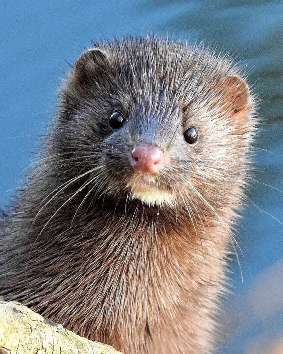 FriendsofRadnor's tweet photo. Say hello to the Radnor Lake mink!
To donate to its habitat, follow the link: https://t.co/l0H77jHSfM

Wishing you good health and joy in 2019!
Friends of Radnor Lake

Photo by Ron Manley https://t.co/8gcTYv3qM1