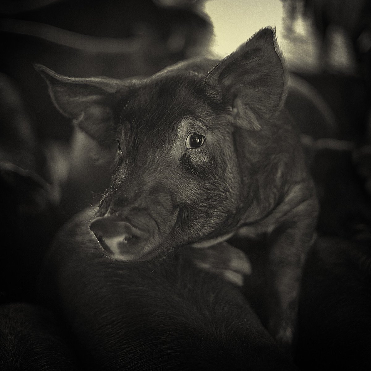 Kwan Choi (@kwanchoi3) on Twitter photo 