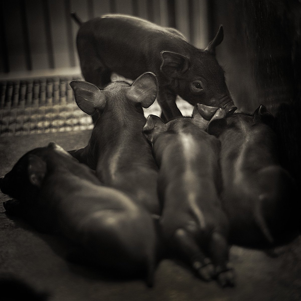 Kwan Choi (@kwanchoi3) on Twitter photo 