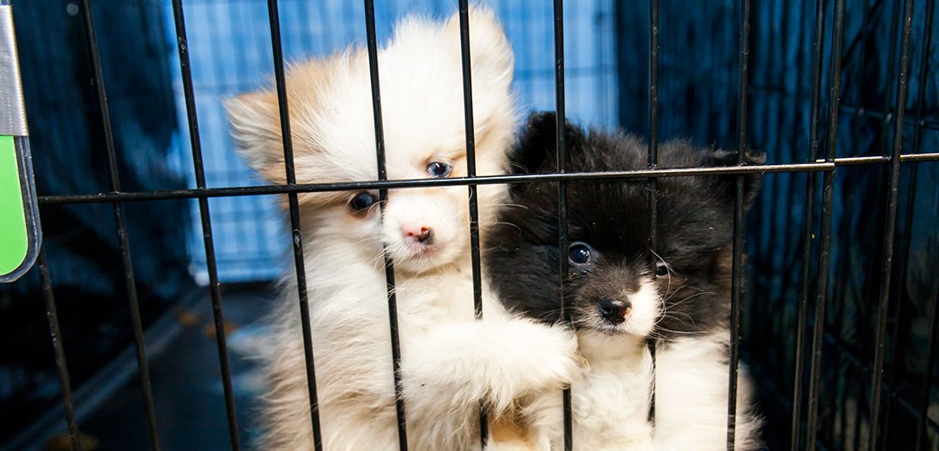 Aspca Will You Fight For Love The Commercial Puppy Industry Keeps Dogs Captive In Cruel Conditions Just So They Can Keep Making Puppies It S Time For Dog Lovers To Fight