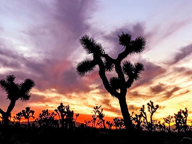 dsputa's tweet photo. A beautiful sunset at Joshua Tree Park
.
.
.
______________
#JoshuaTree #NationalParks #createscenery #ourplanetdaily #earthofficial #traveling #travel #usa #travelingUSA #hiking #pictureoftheday #amazing #beautiful #nature #wanderlust! #travelmore #wond… https://t.co/ato8iYs8ap https://t.co/87qnkbht9d