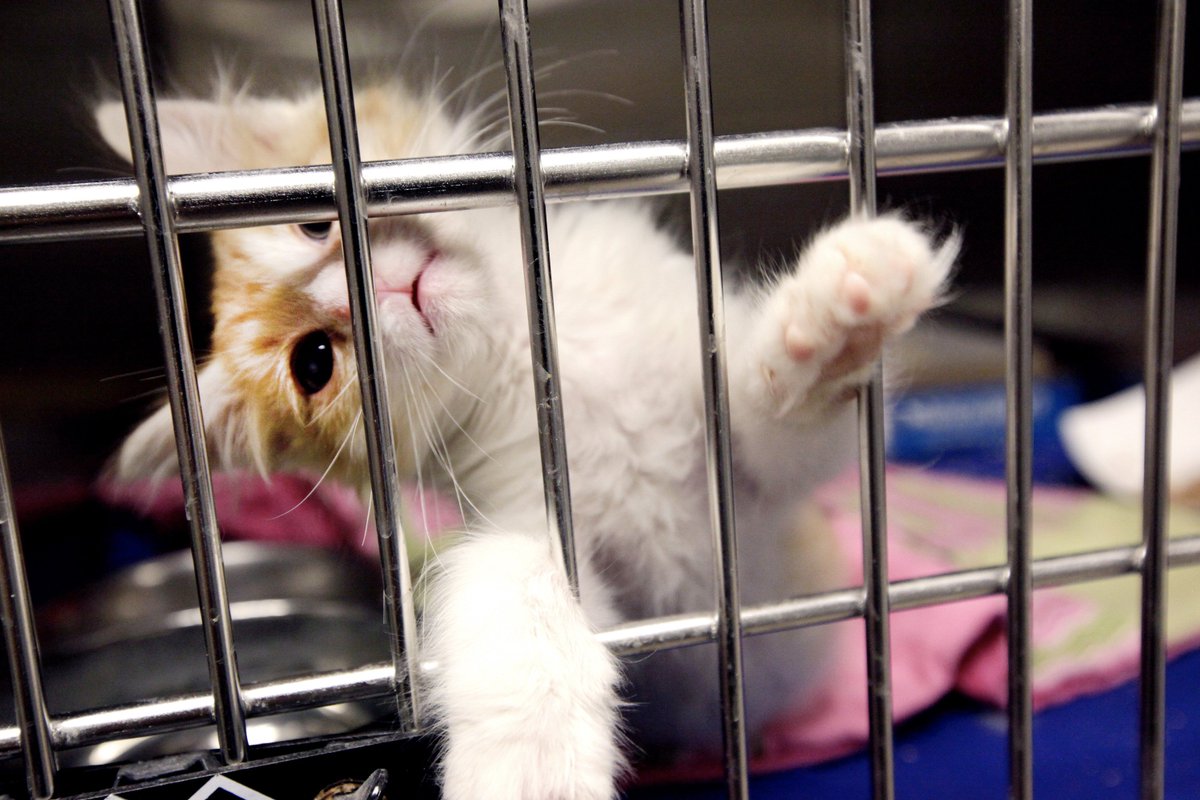 ajplus's tweet photo. California is the first state to require all pet shops to sell only dogs, cats and rabbits that have been rescued.

That law goes into effect Jan. 1, 2019, with a $500 fine for violators. https://t.co/fe3PyBnVGi