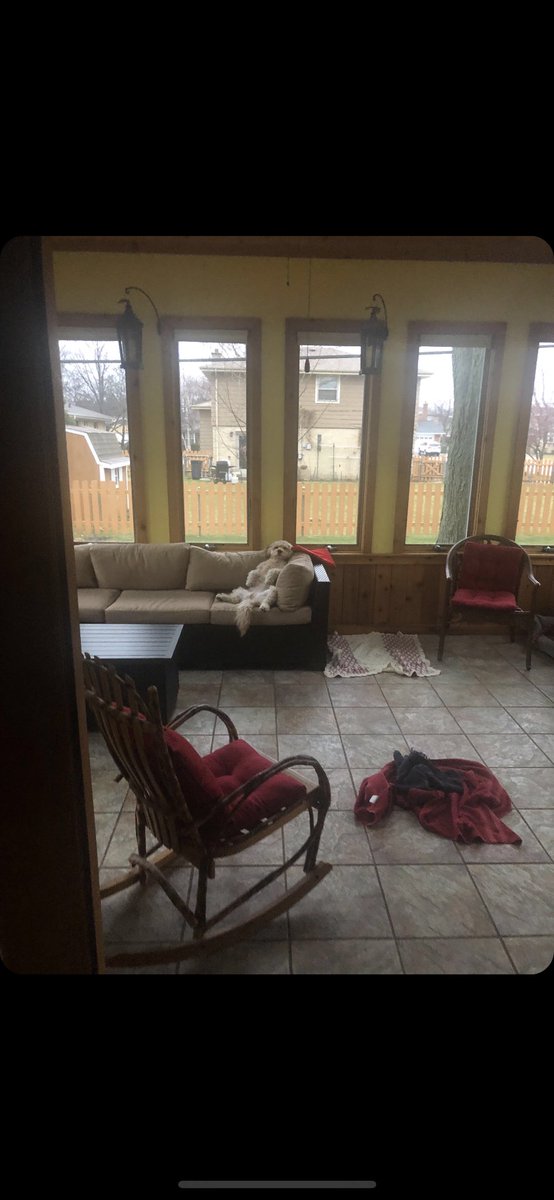 rosepettenuzzo's tweet photo. my dog is literally human https://t.co/fsJziLBTl3