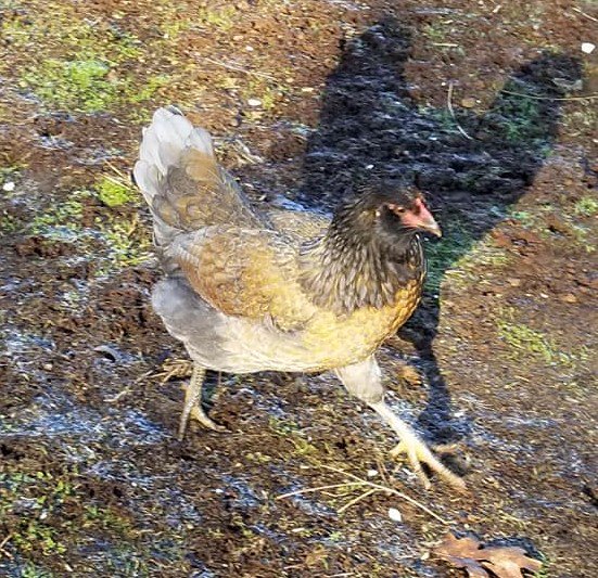 Jasamsdestiny's tweet photo. #Chickens π
Located: Area of Scottwood, Roe, & Rosehill Rd. Lower #Paradise β©οΈ
Contact Carol Andrews Husa on FB
https://t.co/JPsExpL9R3
#burnzonepet #paradisefire #CampFirePets #Magalia #firechicken #firechickens #ParadiseCa #CampFire #buttestrong #Concow #ParadiseStrong https://t.co/WLgi4wNwQJ