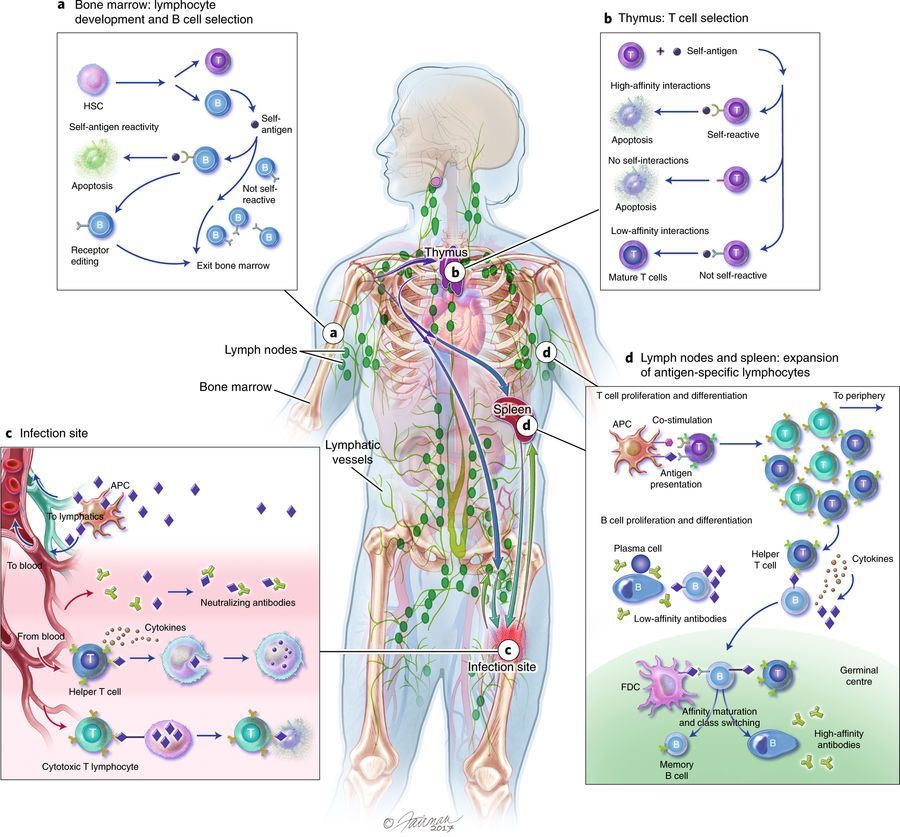 mmw_lmw's tweet photo. Designing #Synthetic_Immune Tissues | An Outstanding #REVIEW of an Emerging SubSpeciality | ChrisJewell @JewellBioE @UofMaryland @NatureMaterials https://t.co/Ya4twtEw1v | #2018_ReCap_May https://t.co/sp41sBoKX6