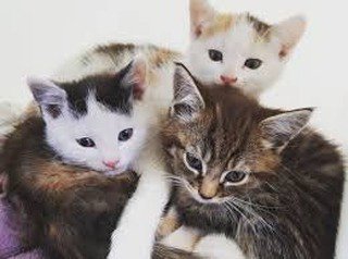 oxotic's tweet photo. Reposting @jazzysmoothpublishing:
Image result for kittens #catsofinstagram #catstagram #instacat #catoftheday #excellent_cats #cats_of_instagram #magnificent_meowdels #catsofworld #meow_beauties #catstocker #elegant_cats #furrendsupclose #thedailykitten #excellent_kittens https://t.co/C4rSQyA6gZ