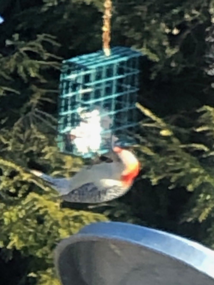 mmbunton's tweet photo. ⁦@MaineAudubon⁩ anyone know what kind of bird this is?  Has been at the feeder on and off for a couple of days.  #birdID #whatbirdisthis https://t.co/fCwXtqak8V