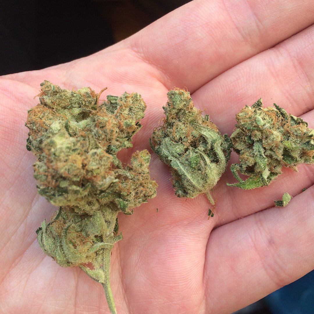 HuckmanMalvin's tweet photo. Top quality buds Alien kush 38.65% THC 
Dm +1 970-368-5709 for inquiries and orders https://t.co/awrqT8Qdim