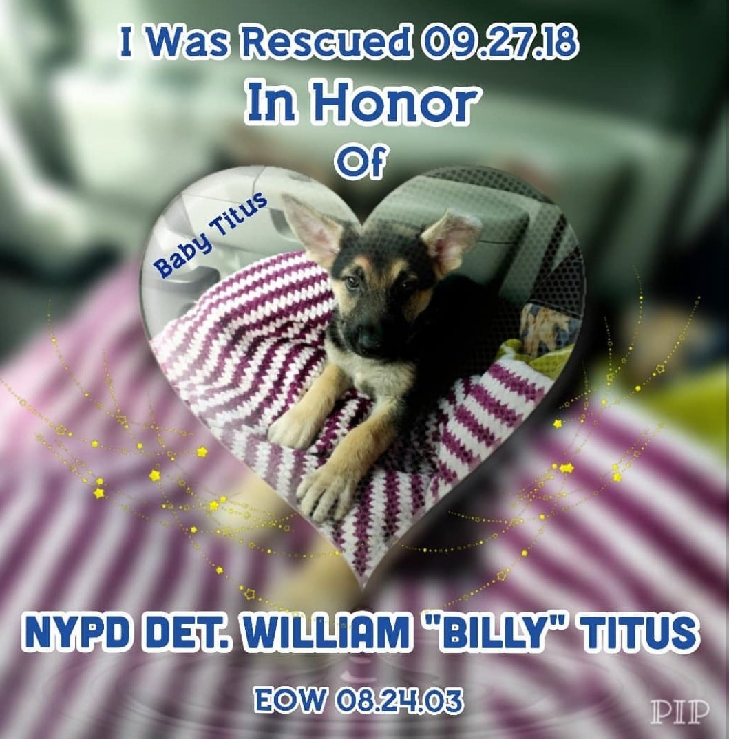 Some of the #2018 #LuckyPupp #rescue 's 🐾🐾🎉🎊🐾🐾 #neverquit #KindnessMatters #NeverForget #NYPD Det. William Titus EOW 8.24.03 #NYPDFinest #911Neverforget #1stResponder #SomeGaveAll #grateful #thankyou #Everyone