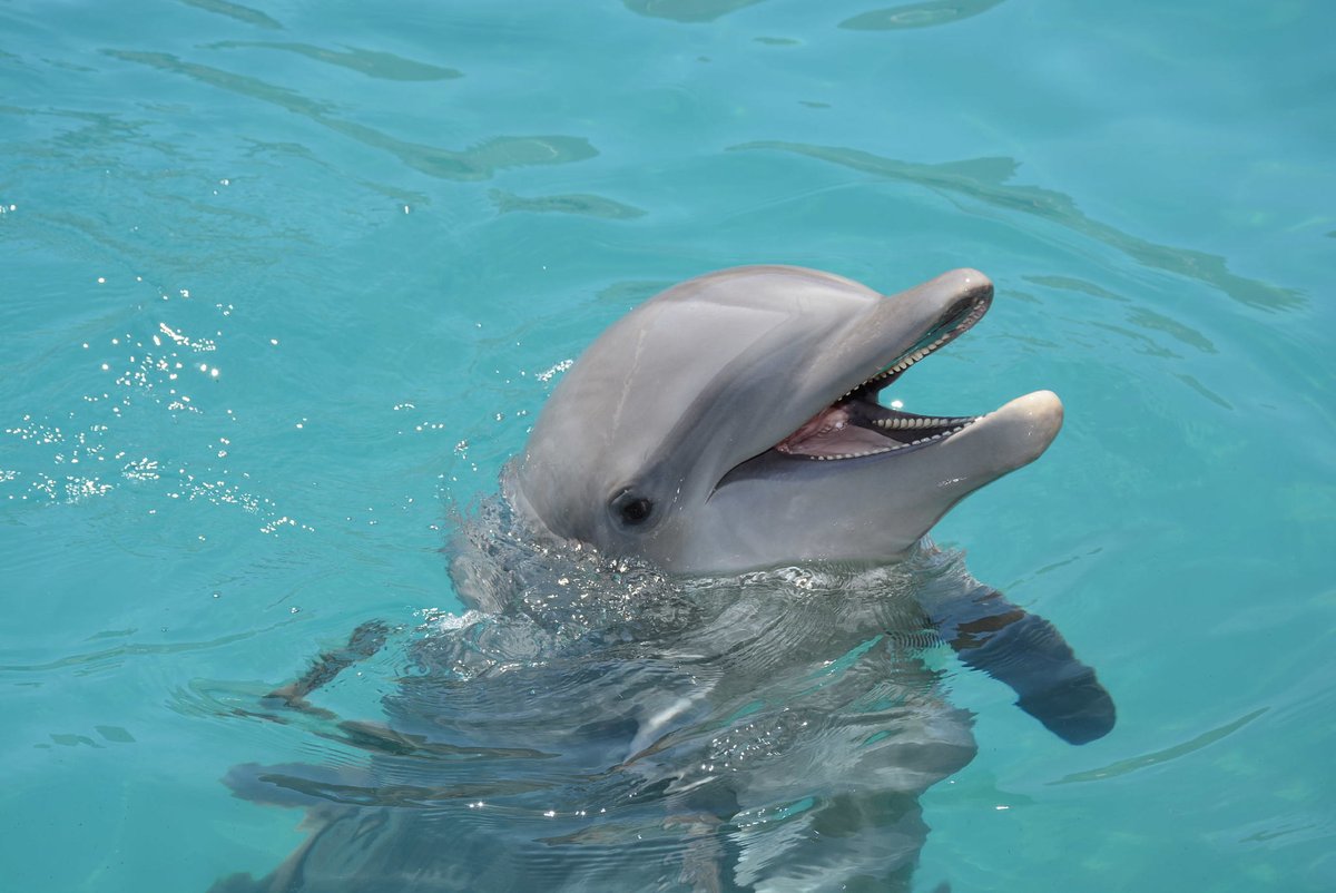 abc15's tweet photo. JUST IN: @dolphinaris_az just announced the death of Khloe, an 11-year-old bottlenose dolphin: https://t.co/KWkyUwDs4T #abc15 https://t.co/szOZl6ToJT