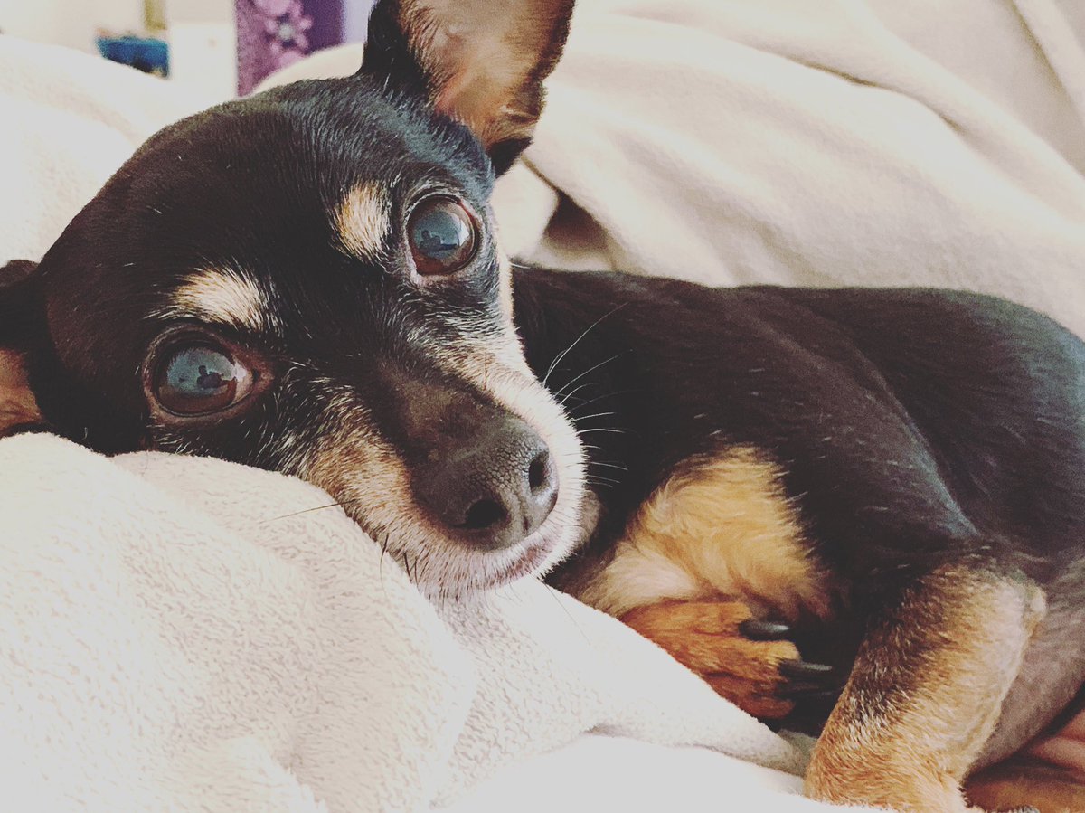 2018 was a great year full of pawsome adventures! 🐾 Here’s to many more new memories &amp; adventures in 2019! Wishing all my furry friends &amp; your hoomans a happy, healthy &amp; prosperous New Year! 🎆🍾♥️ #silliouslysparta #minpin #nye #HappyNewYears