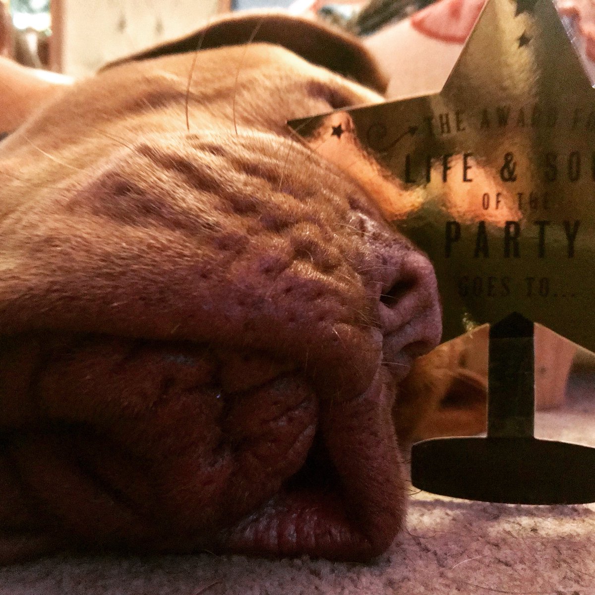 Says it all... #GingerIdiot 🤦‍♀️🤷‍♀️ HAPPY NEW YEAR!!! From our herd to yours 😘🥂🎉🐾 #DDB #Henry #doguedebordeaux #Ginger #BabyMastiff #gingeridiot #ThisBoyThough❤️ 🐾