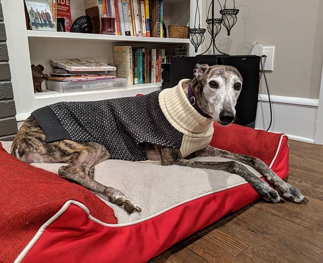 BeckyMcKimmy's tweet photo. $5 worth of target dog sweater later and Pixel is looking quite stylish.
.
.
.
.
#greyhounds #greyhoundsofinstagram #pixelthebrindle #brindle #brindlegreyhound #greyhound #greyhounddaily https://t.co/FjHHbc7jyJ https://t.co/OMmOAT5aU3