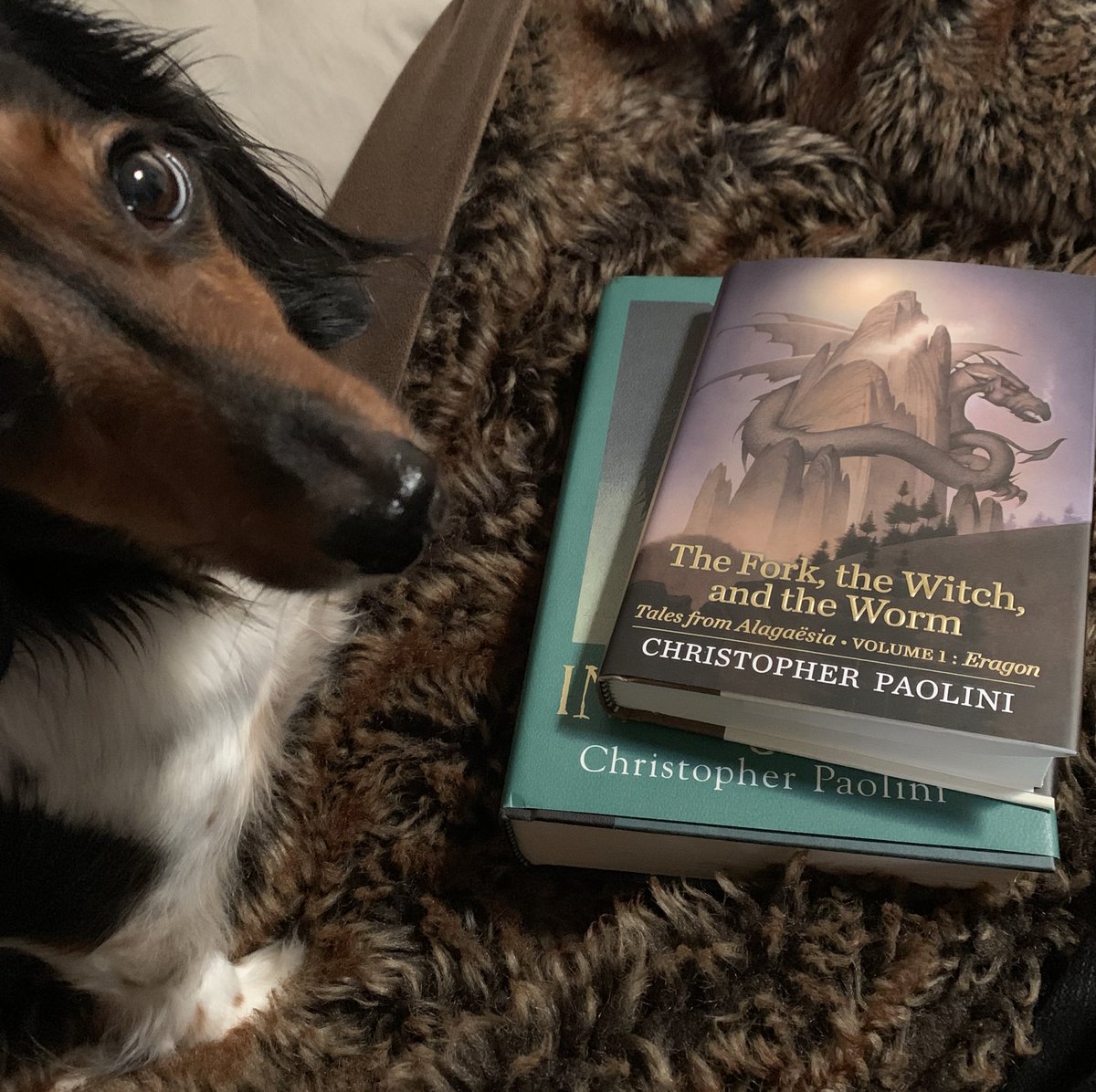 kevin_briot's tweet image. Since the last @paolini book was released, I have:
Graduated high school
Graduated college
Wrote, directed, and produced many of my own short films (aka following the dream)
Bought my first car
Among other things.
Finally, dude!
#ImANerd #DiggingIn