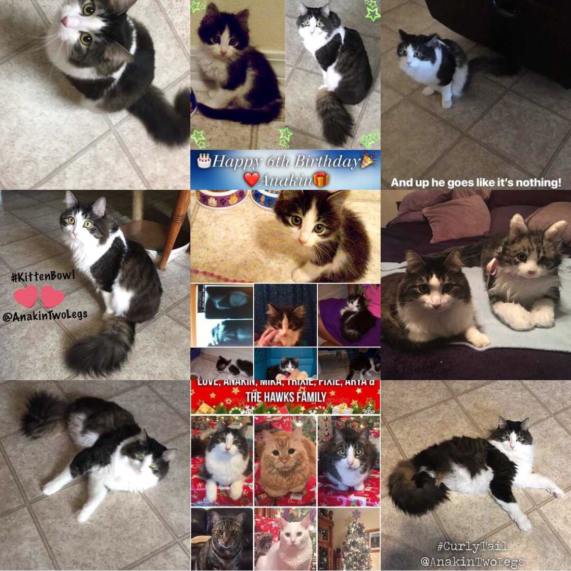 anakintwolegs's tweet photo. Anakin’s #bestnine2018 🐾😺🎉❤ What an awesome year! I hope the new year brings wonderful things for us all! Happy New Year Everyone!! 😻💫🎊💖 #2018bestnine #bestnine #bestnineofinstagram #top9 #top9of2018 #top92018 #bestnineof2018 #bestnine2018 #cat #anakinthecat https://t.co/fJh4CeOUTo