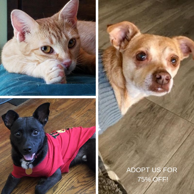 DallasPetsAlive's tweet photo. Today is the last day of our Home for the Pawlidays adoption special and there are still so many great cats and dogs on our list! Apply today to take advantage of 75% off regular fees, and give these deserving animals the greatest gift of a forever home. https://t.co/WmWgwo7M7U https://t.co/v5y22o0Axx