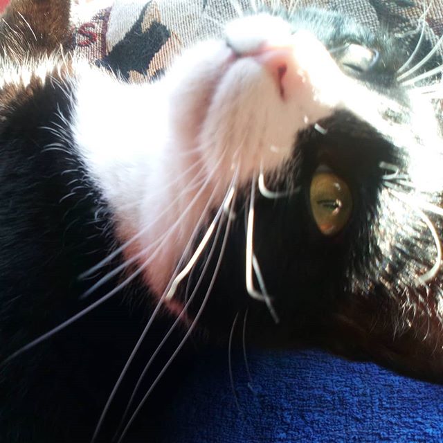 oxotic's tweet photo. Reposting @internetcats.jo:
Chris the cat 🙀 ♥ ☺
#cats #internetcats #christhecat #tuxedocat #catsofinstagram #cutecats #crazycatlady #chrissykitty #blackandwhitecat #lazycats #lovecats #catsmakemehappy #catnap https://t.co/zLYWPmdKed