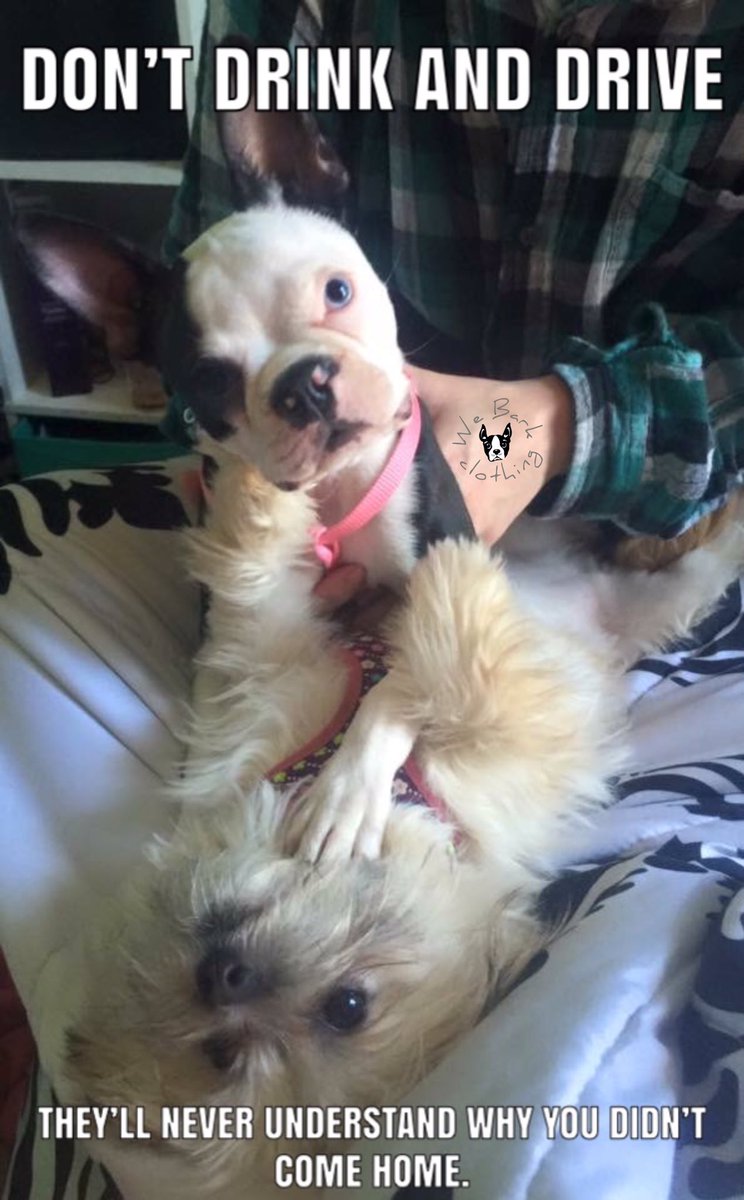 CoCoNarcoPuppy's tweet photo. #DontDrinkAndDrive #WeBarkClothing #BostonTerrier #DogsOfTwitter #cocochanelthenarcolepticpuppyprincess https://t.co/3nNZd6XGOV