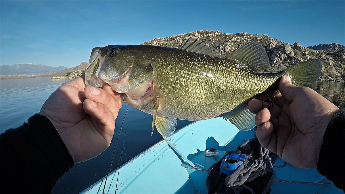 YTFISHINGVIDS's tweet photo. I caught my 1st California bass!!!
Click here to watch the video-->https://t.co/GVUL1Vtulm
#bassfishing #bass #largemouth #largemouthbass #fishing #california #californiabass #fishingvideo #westcoast #californiafishing #catchandrelease https://t.co/epLIotPnCb