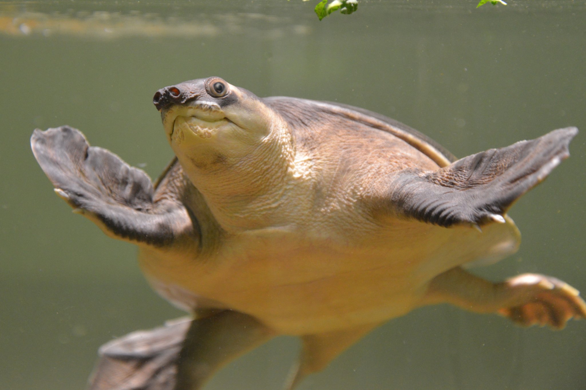 Nifrel ニフレル 公式 あけましておめでとうございます さて亥年 水に関わる生きもの展示施設は 干支の生きもの のご紹介がむずかしいのです というわけで 19年 最初のツイートは鼻がブタやイノシシに似ている スッポンモドキ のご登場