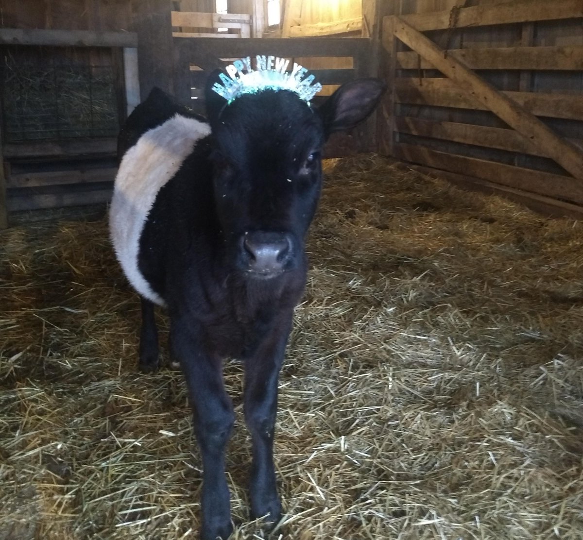SauderVillage's tweet photo. Mabel wants to wish everyone a safe and Happy New Year! Stay tuned throughout 2019 for more great photos of Mabel. #mondayswithmabel #mabel #saudervillage #saudervillagefarmfriends #dutchbelted #cows #heritagebreed https://t.co/yCyxOmy44M