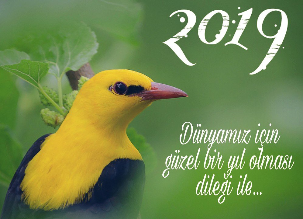 Çocuklarımıza bırakacağımız en güzel miras korunmuş bir doğadır. Yeni yılımız herkese mutluluk getirsin. :) 📷 trakus.org #sarıasma #türkiyeninkuşları #kuş #2019