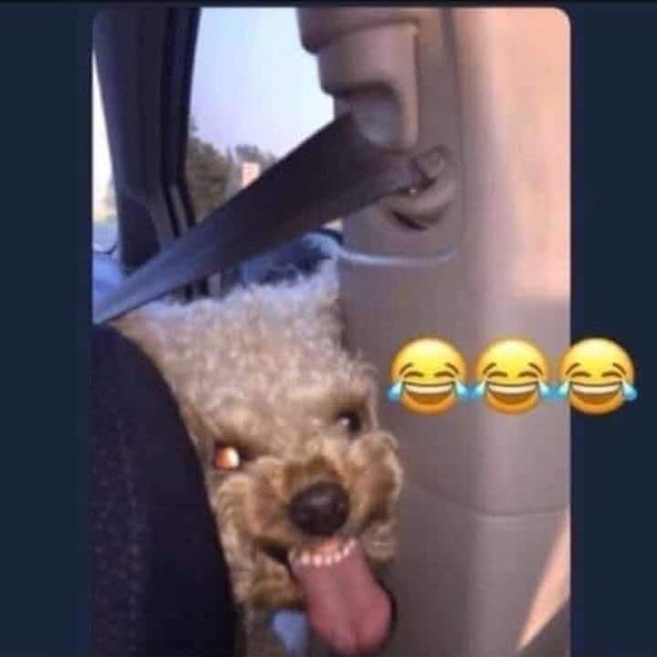 Kxngtroopa's tweet photo. When you licking it too good 💦and she start to close her legs on yo head 🤣😂 https://t.co/FejDJ44TSY