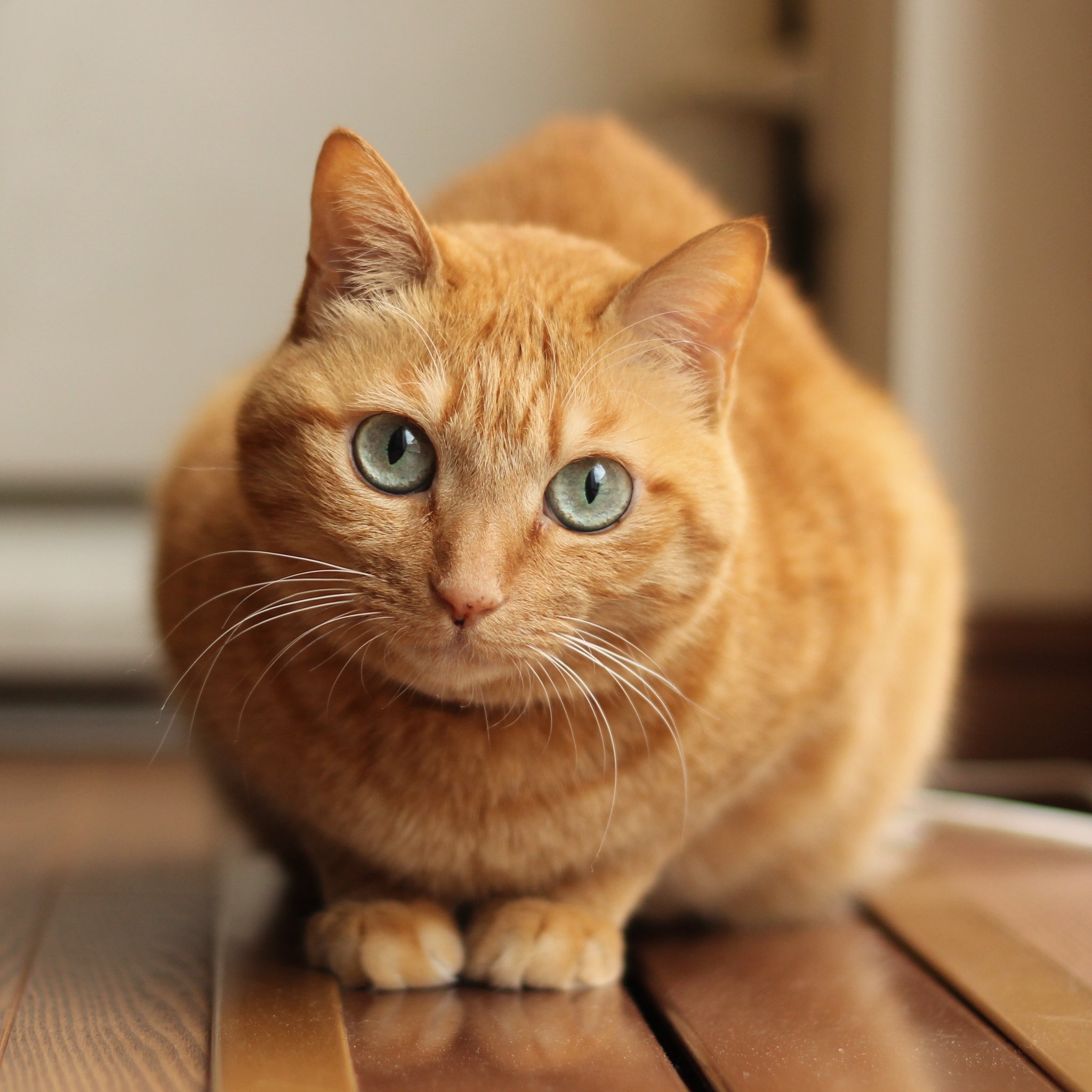 楽天市場】野川農園 レジン製 茶トラねこ 猫 サイズ(約