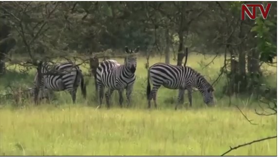 Ntv Uganda Safari In Uganda Exploring The Katonga Wildlife Reserve Ntvnews T Co Zzx10hd9lo T Co Q5npdwdmph Twitter