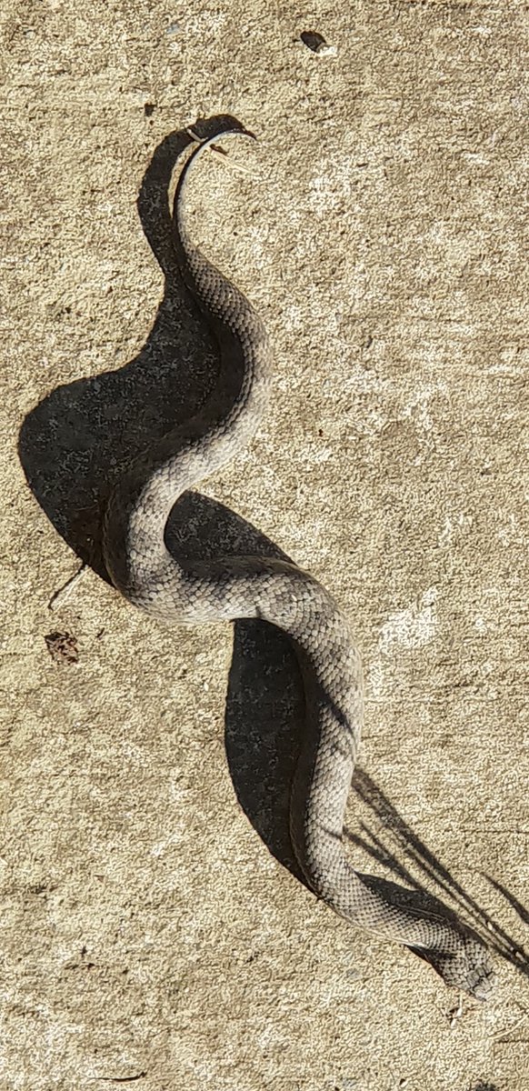 SocialScience3's tweet image. Happy new year from Sydney!!!
Fireworks last night.
Death adder in the backyard today.

(Dang!! Snakes dont usually worry me too much but this guy was a little too close to home).

FWIW Harley the snake catcher relocated him. Legend!