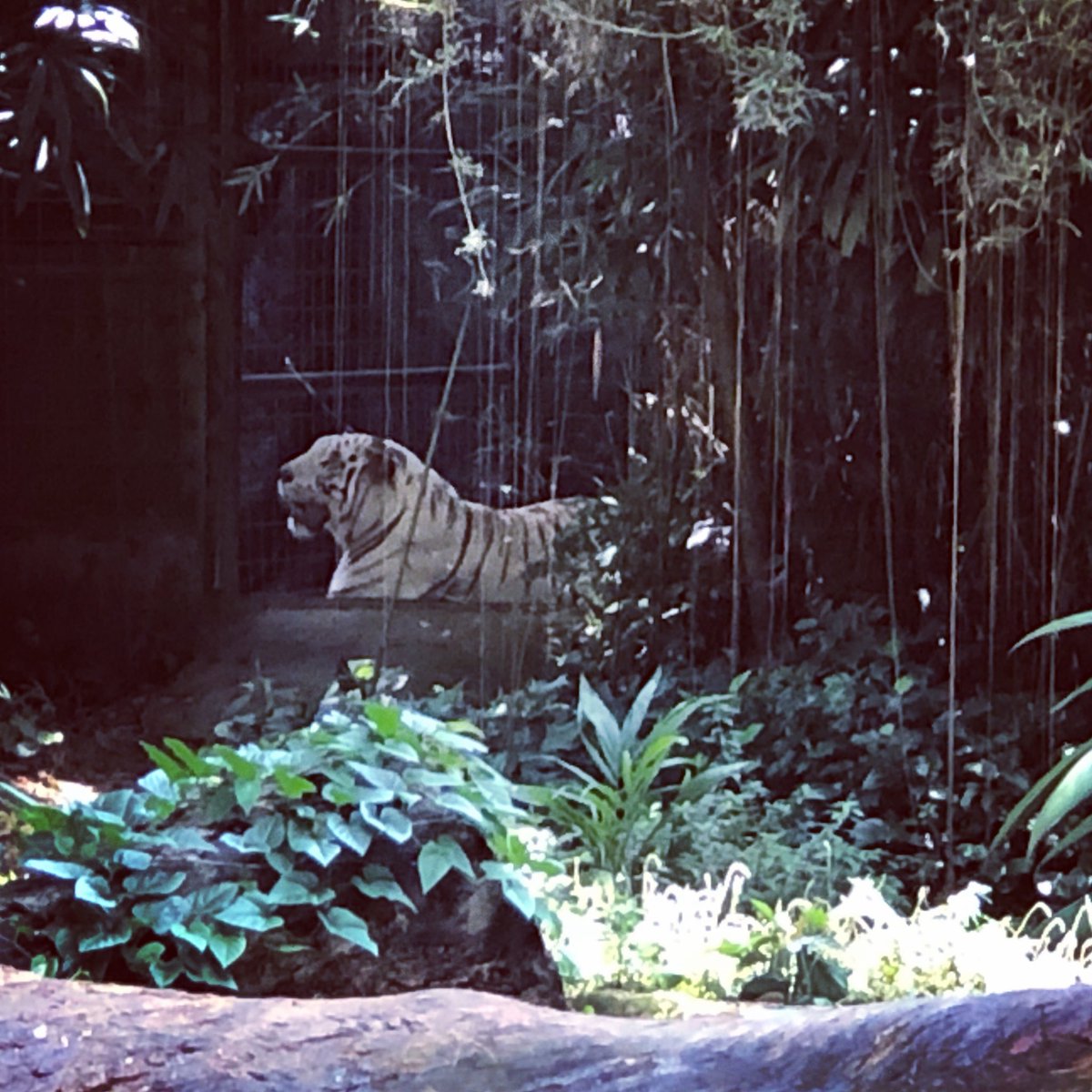 Visited #singaporezoo- Stunning animals @sgzoo_  this beautiful rare #whitetiger is so beautiful - Shame to see it confined #singapore #travel #wildlife