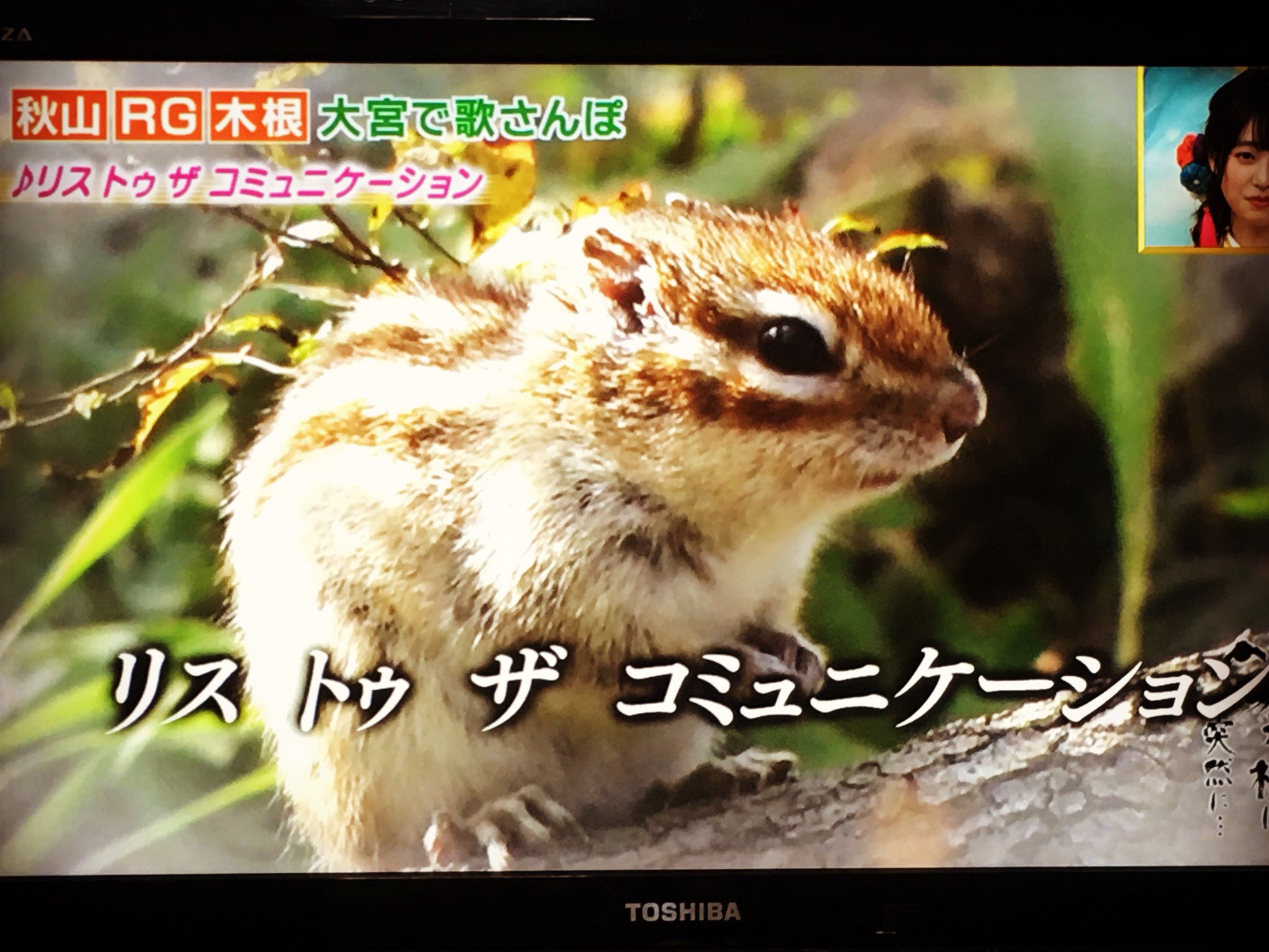 Little Shop 福士 お正月番組 笑神様 に りすの家 が登場 リストゥザコミュニケーション リス木根スルー という歌が面白かったです リス シマリス 大宮市民の森 T Co V7o7lztzc2 Twitter