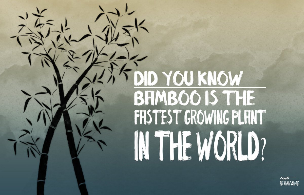 mindlabsllc's tweet photo. #bamboo #Sustainable #futureisbright https://t.co/1xanhSN3pw