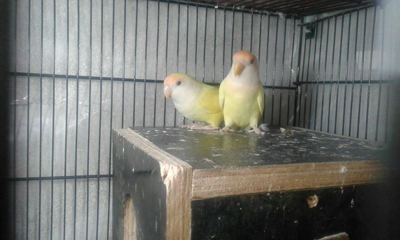 arshadhusain21's tweet image. Creamino of roseicollis Lovebirds for sale in Sahiwal Rs. 3500/-
petz4u.com/ads/sb/
#petz4u