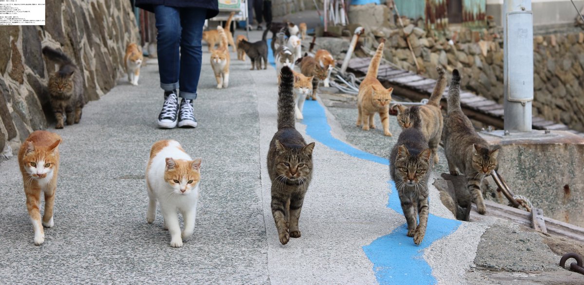 猫の島 青島 Pa Twitter 青島は毎年 猫年です 青島には猫と人しかいません 世界中から猫好きの観光客が青島を訪れます 世界平和を守るために ５匹の猫が選抜され 猫戦隊ゴレンジャーが結成されました 真ん中の猫がリーダー猫です