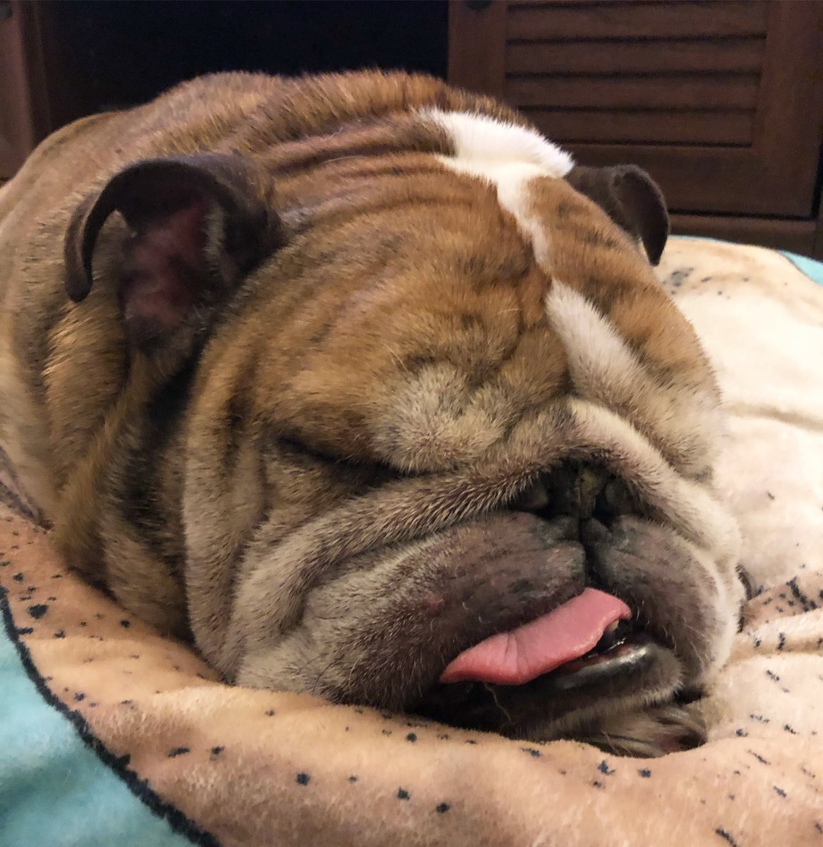 king_belvis's tweet photo. I’ll never understand you decent hoomans and your fascination with wanting to stay up all hours of the night just to watch balls drop. It actually sounds kind of disgusting. Have fun with that. I’m out. #HappyNewYears2019 https://t.co/UJONietRAl