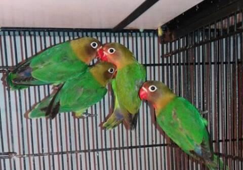 arshadhusain21's tweet image. Fischer pathay for sale in Sahiwal Rs. 600/-
petz4u.com/ads/sb-2/
#Fischer #petz4u