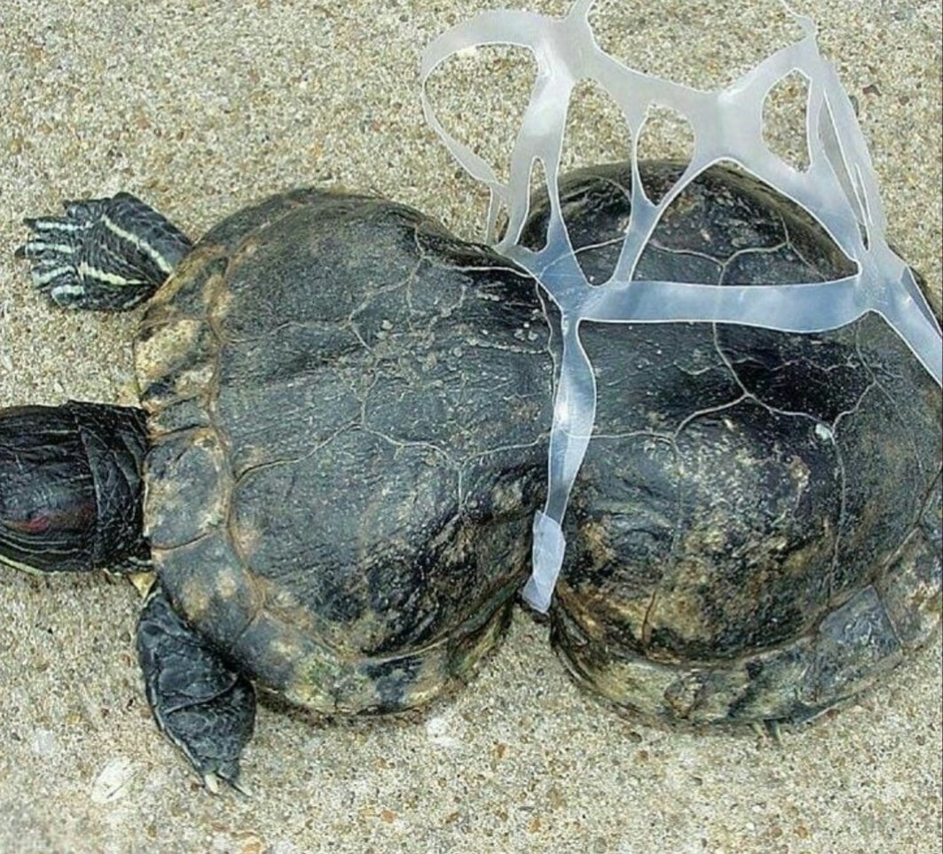 bppmhkpbandung's tweet photo. Akibat perbuatan manusia yg membuang sampah plastik sembarangan, mengakibatkan kerusakan pd lingkungan dan biota perairan. 
Ayo kurangi penggunaan plastik dan jangan buang sampah sembarangan! @susipudjiastuti @KelautanKKP @HumasBKIPM  #2019BebasSampahPlastik
#plasticpollution https://t.co/RuCtkX0kLa