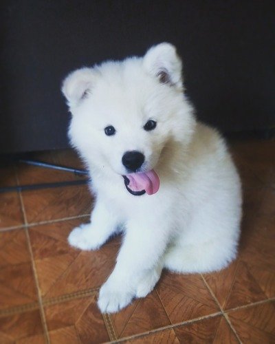 To my brother, best friend and roommate! A new edition to our family and household to bring in the New Year right. We must pick out a name for him!