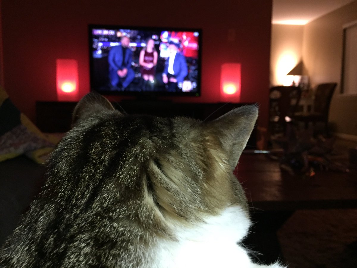 FerociousTClark's tweet photo. Still awake watchin #LoneStarNYELive with my humans in Arkansas ... Happy Mew Year! https://t.co/Dl20qWGVdW