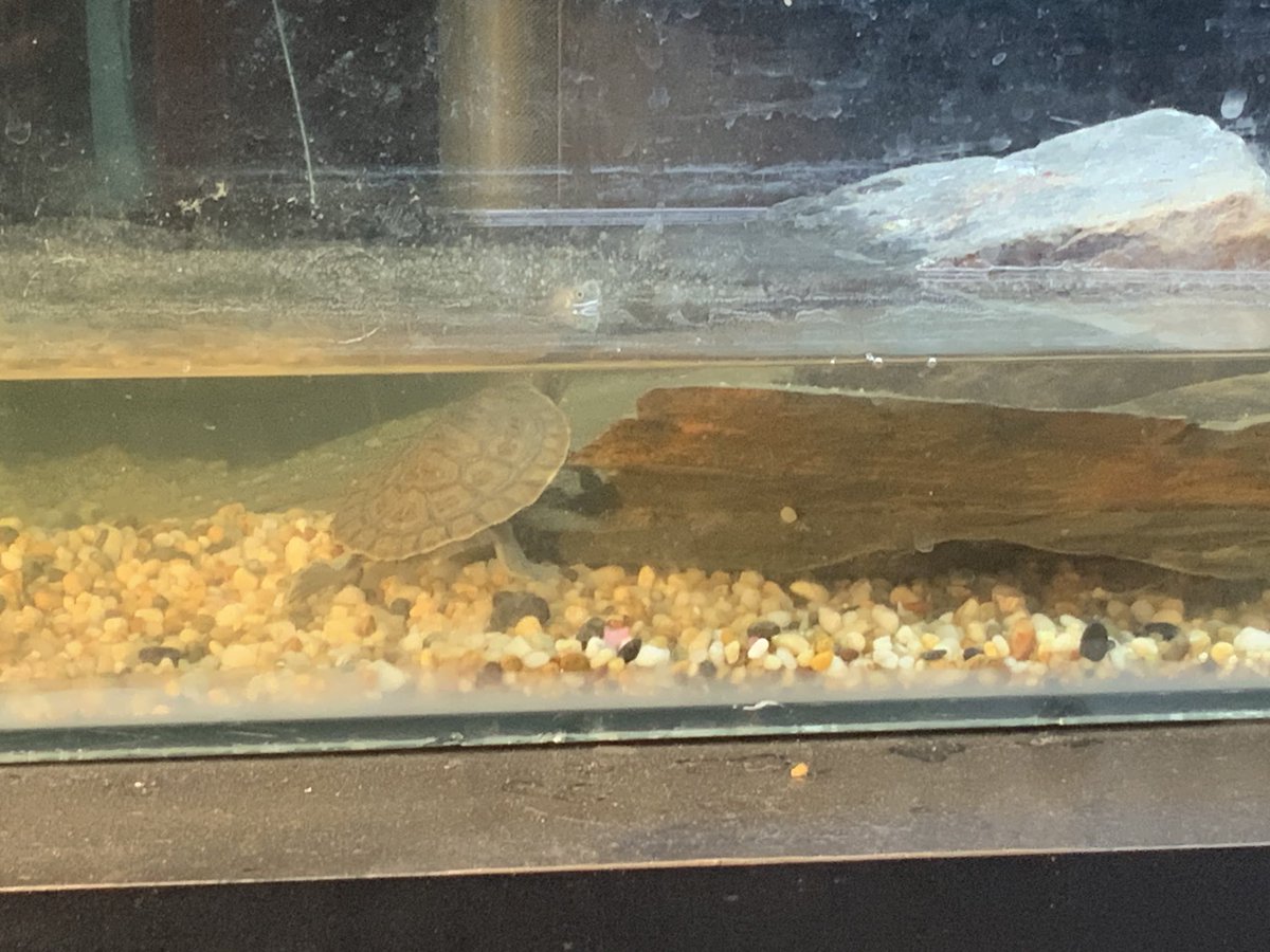 MayCourty's tweet image. Kezza is 2 and a half weeks old now