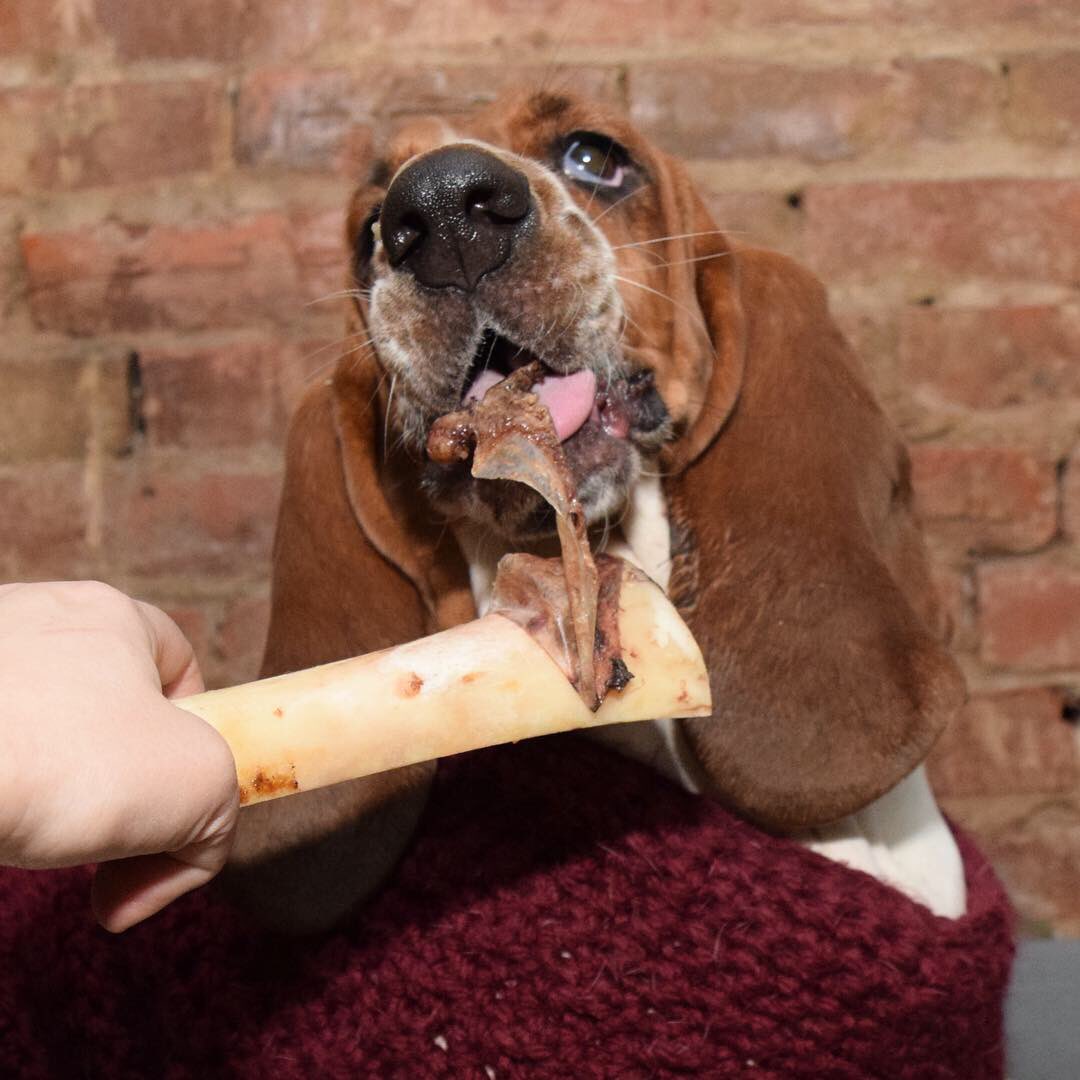 SallyLongDog's tweet photo. I like to wear a lamb wool/acrylic blend when I RIP flesh from the bone. #notasavage #sallylongdog @TheUglyKitchen 🦴 https://t.co/16baqJBj5N