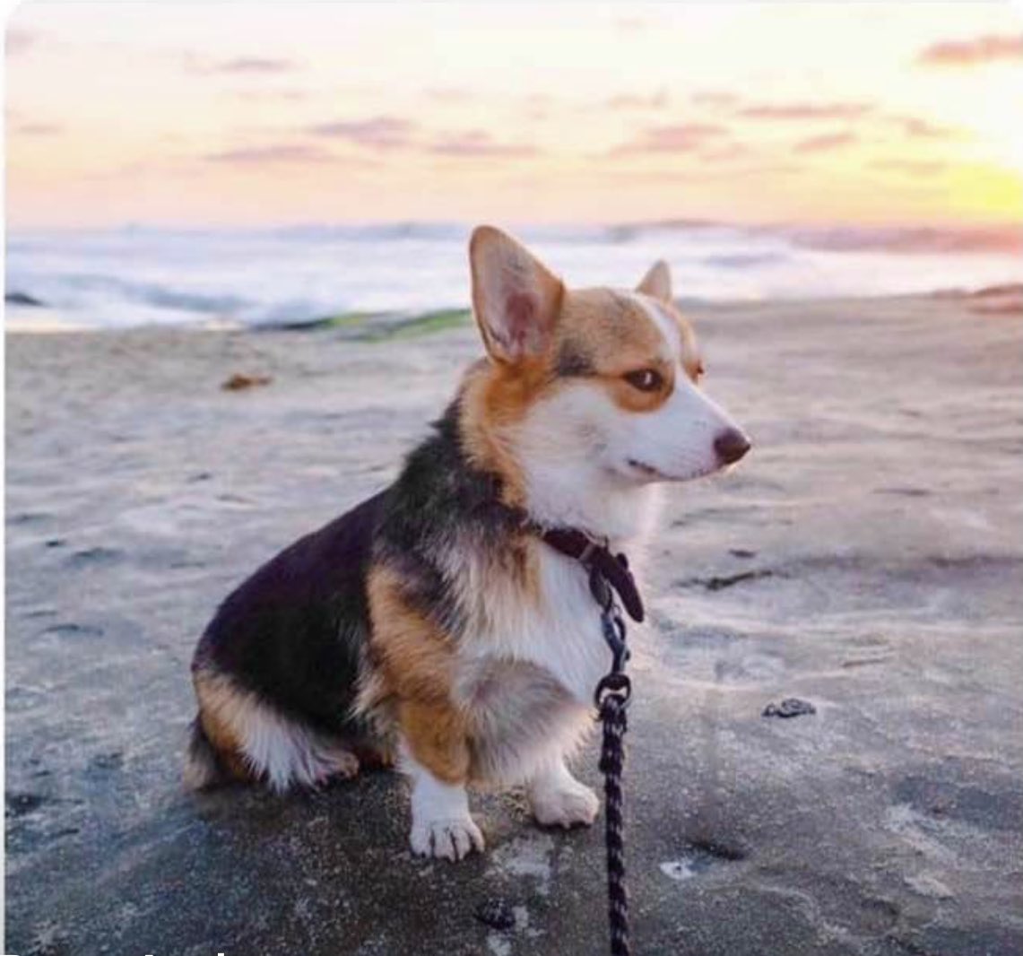 hellodane's tweet image. “Does your dog bite?”
No. Worse. She judges.