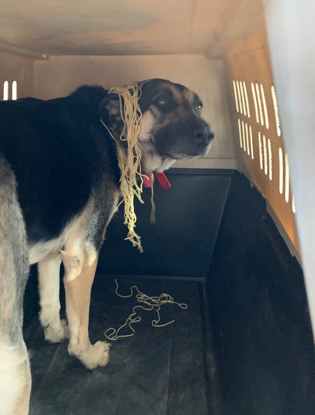 I love that my #K9partner loves spaghetti as much as me. 😂