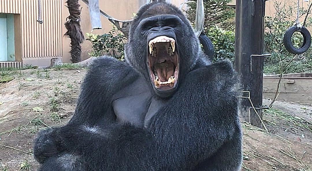 Gorilla fight in Zoo! on YouTube: youtu.be/II5t58vCmYw ------------ #monkey #zoo #gorilla #WildCard #wildlifephotography #animallovers #YouTube