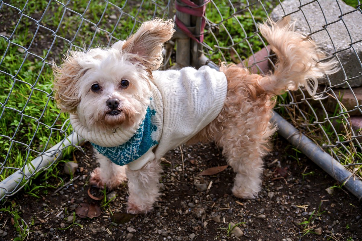 Humane Society of NB tweet media