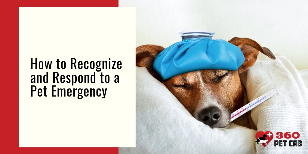 360PetCab's tweet photo. Do you know how to recognize and respond to a pet emergency? In our latest blog, we go over how to recognize and respond to emergencies, and how to safely transport your pet to the emergency clinic. Learn more here: https://t.co/mFLU8yduLM
#pettransport #emergencypettransport https://t.co/t7VFd1gfHK